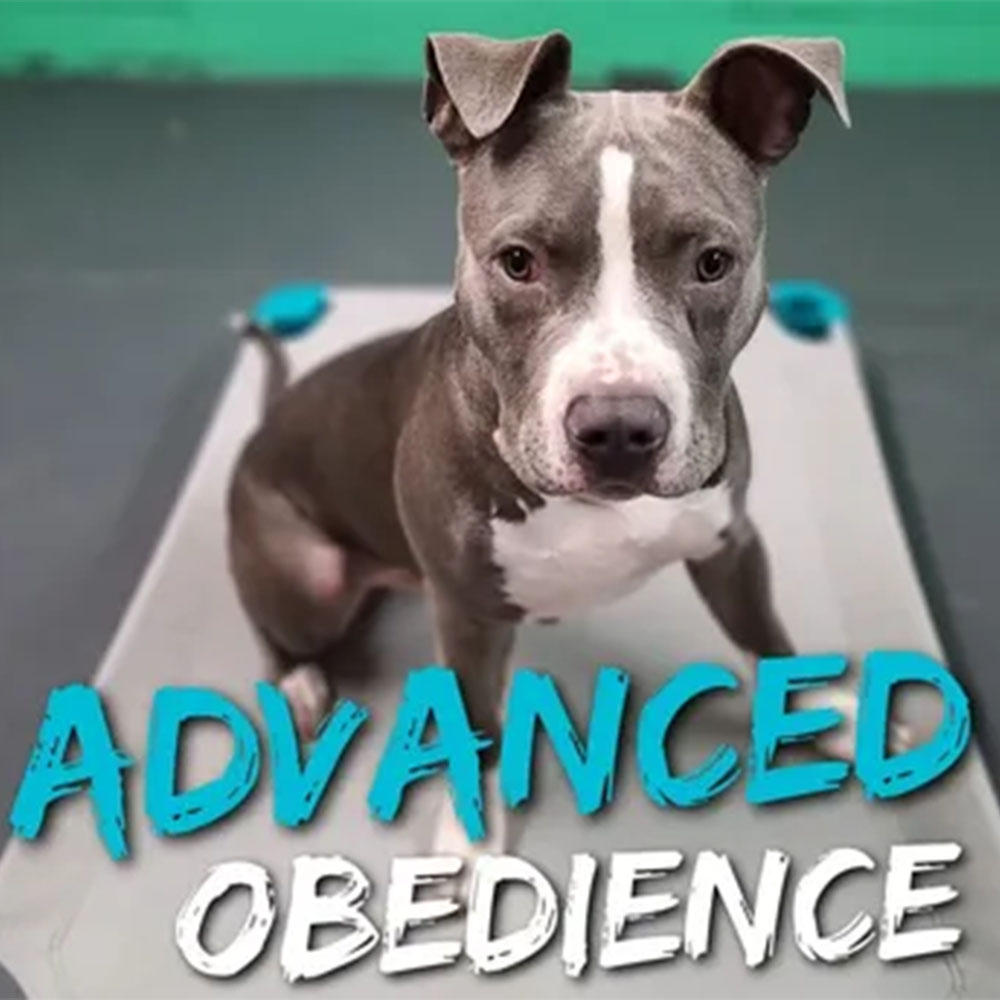 advanced obedience