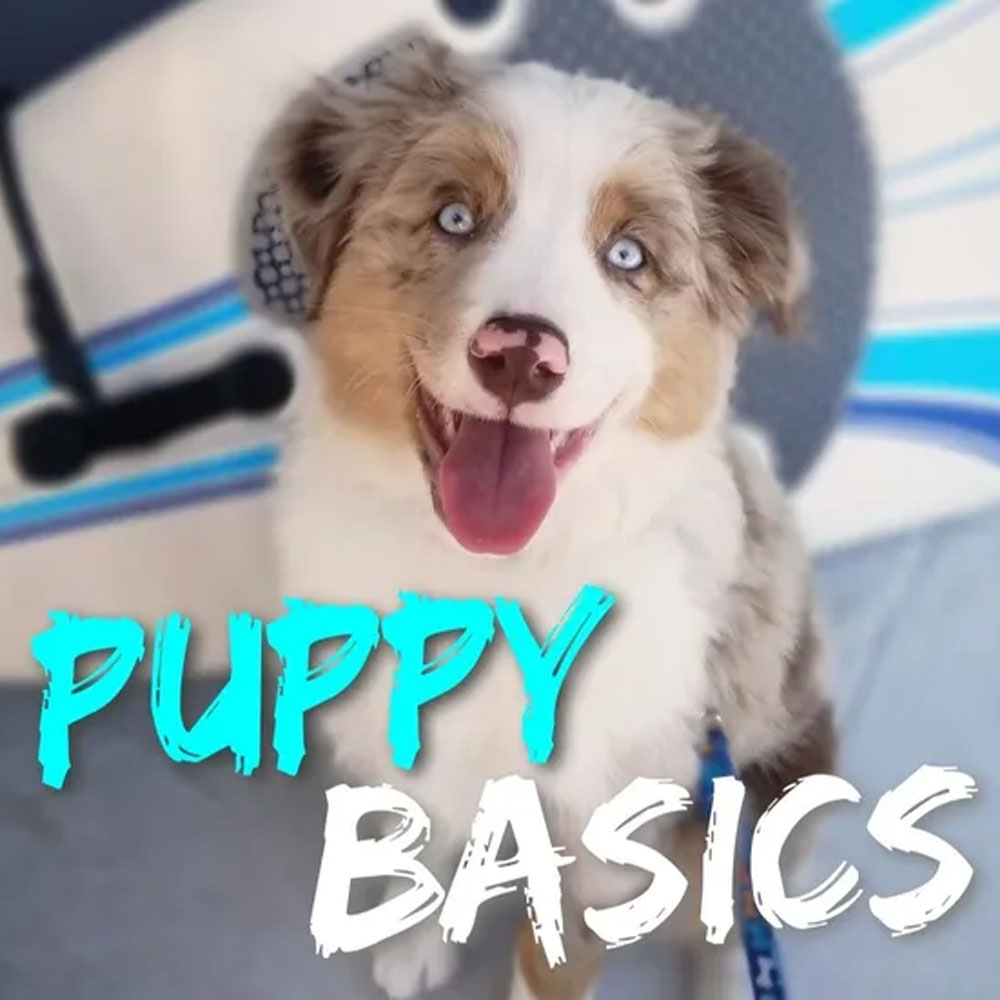 puppy basics