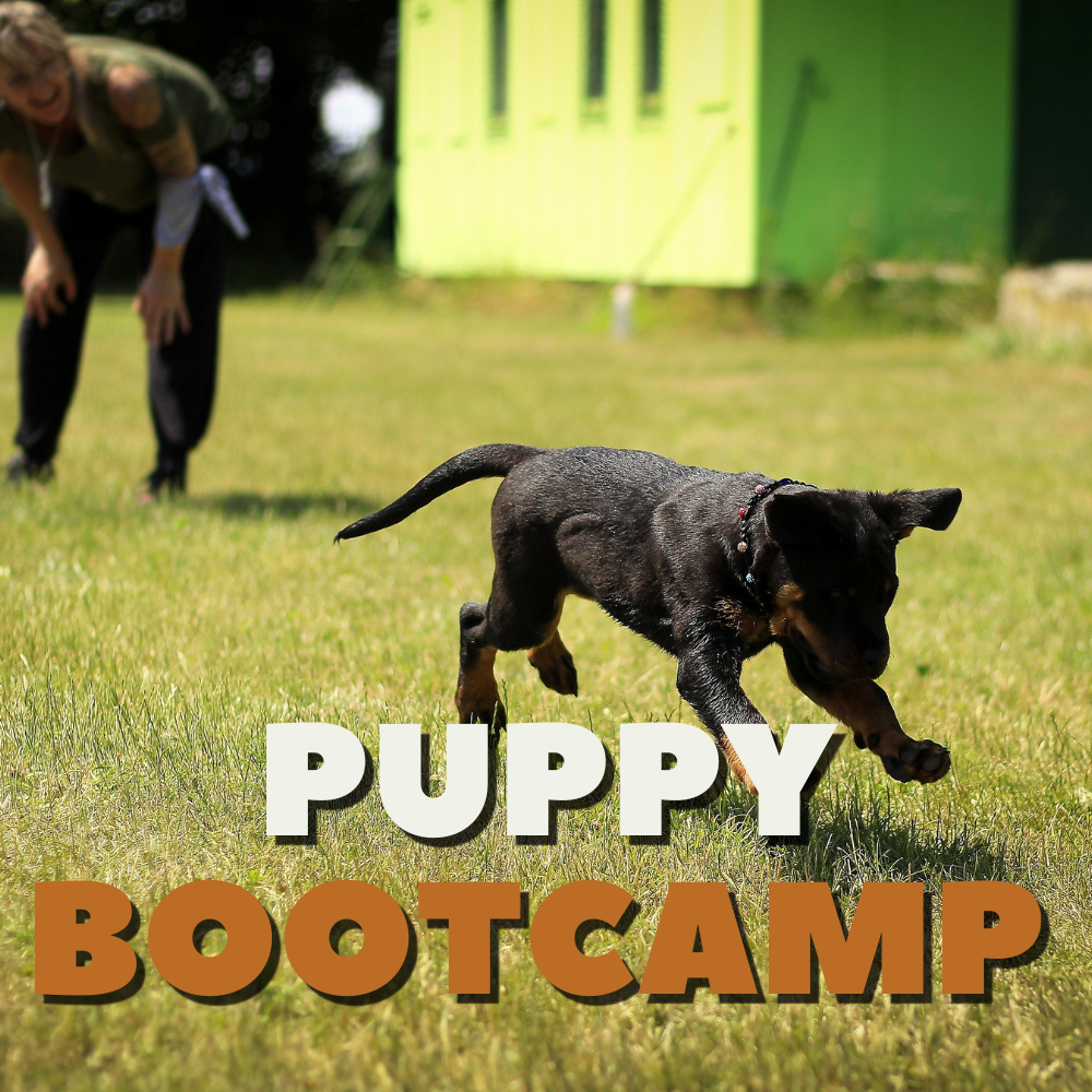 Puppy Bootcamp